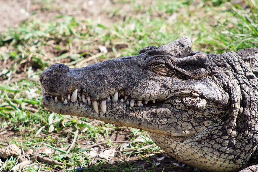 04-At the crocodile farm, a very big crocodile.jpg - At the crocodile farm, a very big crocodile